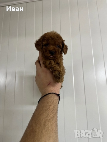 Той пудел / toy poodle