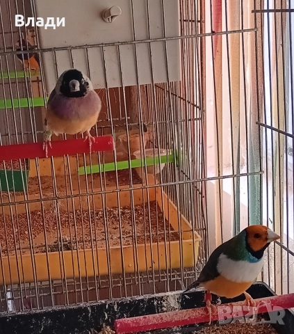 Гулдови амадини, снимка 3 - Амадини - 52650097