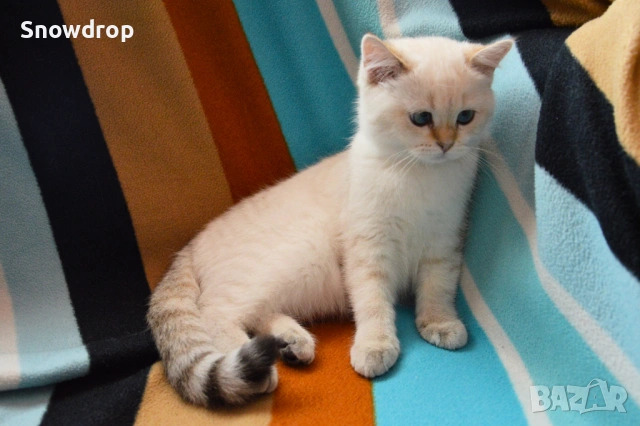 Сребърна чинчила, британска късокосместа, снимка 2 - Британска късокосместа - 53139841