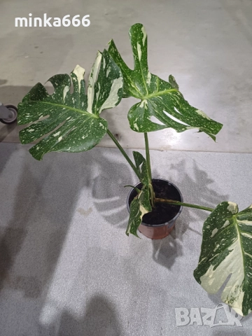 Манстера Thai, снимка 4 - Стайни растения - 52858721