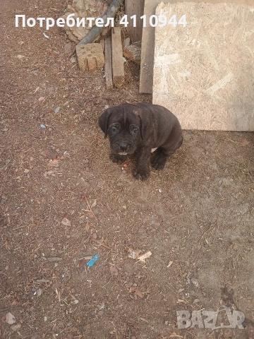 Кане Корсо продавам , снимка 3 - Други - 53699451