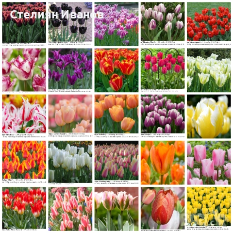 СОРТОВИ ЛАЛЕТА – ЛУКОВИЦИ - част 2