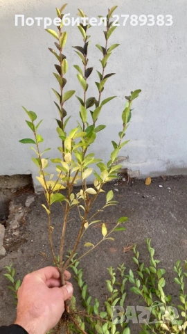 Лигуструм овалифолиум на гол корен, снимка 2 - Градински цветя и растения - 53053091