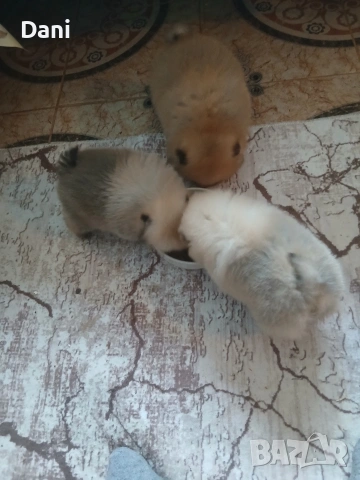 Mini pomeran, снимка 7 - Померан - 53295995