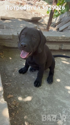 Чистокръвни лабрадори , снимка 1