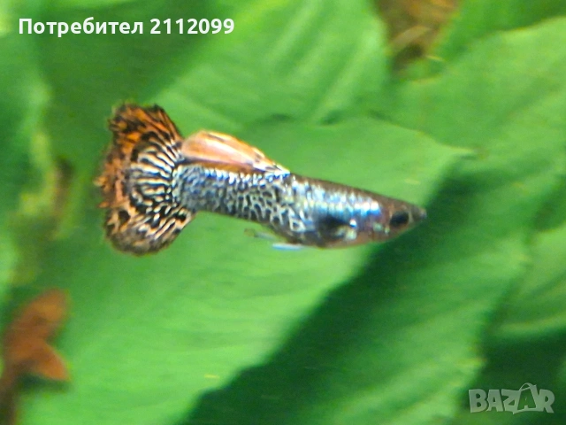 Гупи червен дракон 10бр.