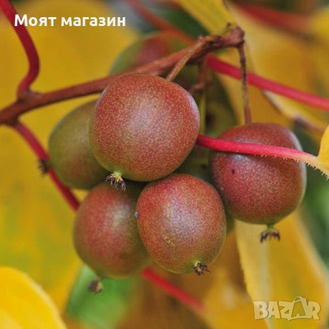 Червено киви