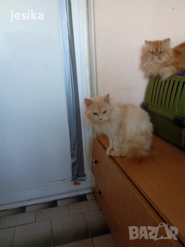 Женска персийска на 6 месеца . Родителите са на последните снимки.