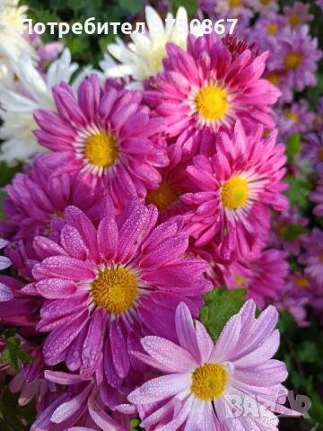💜🌿🩷 Високостеблени хризантеми , снимка 9 - Градински цветя и растения - 52420302