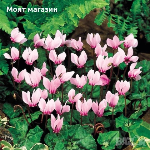 Горска ЦИКЛАМА, снимка 6 - Градински цветя и растения - 53645185