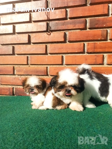 Кученца шитцу, снимка 7 - Ши Тцу - 52810323