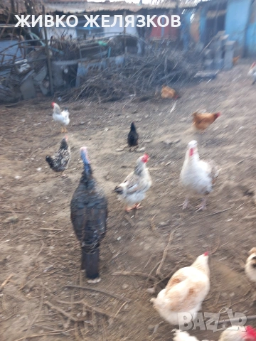 ПРОДАВАМ МЛАДИ ПЕТЛИ, ДОМАШНО ОТГЛЕДАНИ, снимка 5 - Кокошки и пуйки - 53923911