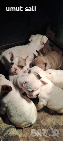 френски булдочета , снимка 4 - Френски булдог - 52974846