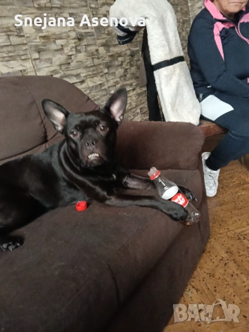 Френски булдок, снимка 3 - Френски булдог - 52954063