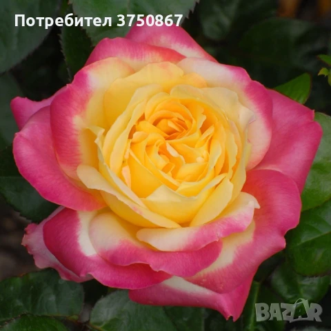 🌹 РОЗА 🌹 Oriental PEACE® Baipeace 🌹