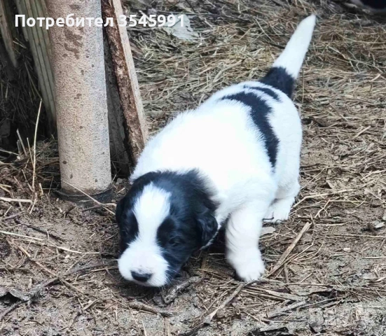 Кученца Каракачанка, снимка 5 - Каракачанска овчарка - 54076615