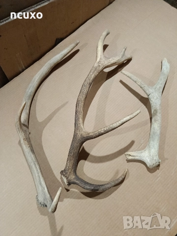 Рога от елен, снимка 3 - Декорация за дома - 40178755
