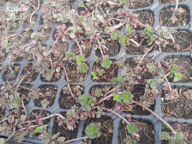 Расад  на седуми судоустойчиви различни видове., снимка 2 - Градински цветя и растения - 45583316