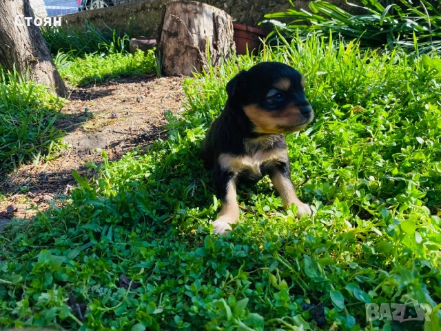 Мини пинчери , снимка 3 - Пинчер - 53532678