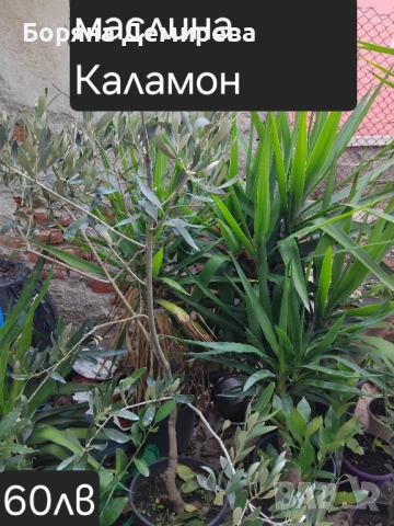 Моите цветя, снимка 12 - Градински цветя и растения - 52213640