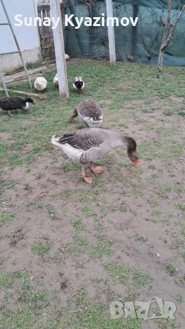 Продавам 2 бр. гъски (мъжка и женска) + 10 бр. яйца.