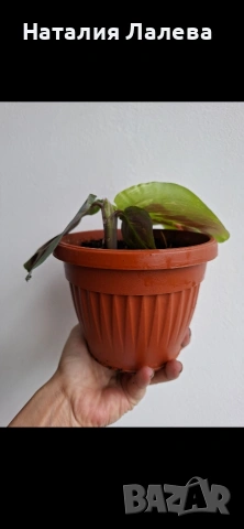 Маранта вариегата, Maranta Kerchoveana Variegata, снимка 2 - Стайни растения - 53885137