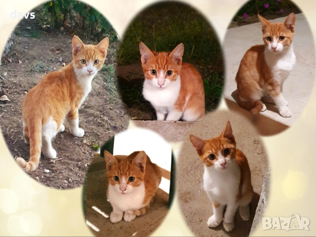 Малки котета – различни шарки, снимка 16 - Други - 51973052