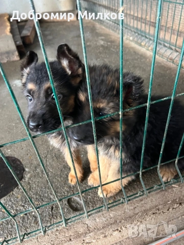 Продавам Немски Овчарки, снимка 7 - Немска овчарка - 53508248