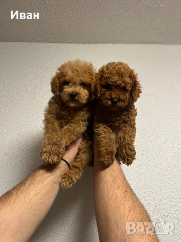 Той пудел, снимка 3 - Пудели - 52916377