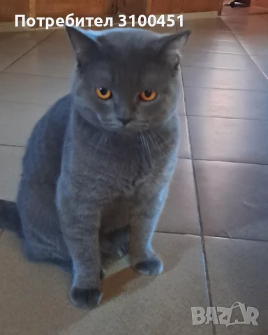 Британец за разплод