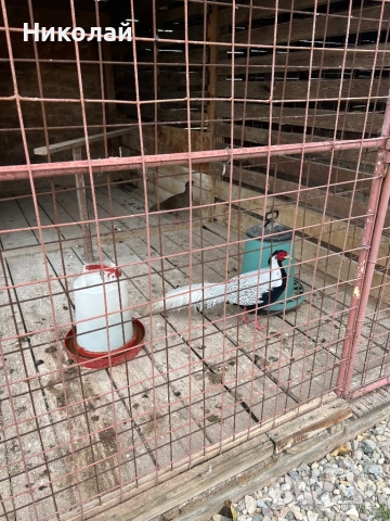 Продавам чифт Сребърни фазани и чифт Индийски пауни