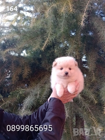 Бели и кремави мъжки кученца Шпиц. , снимка 7 - Шпиц - 53863245