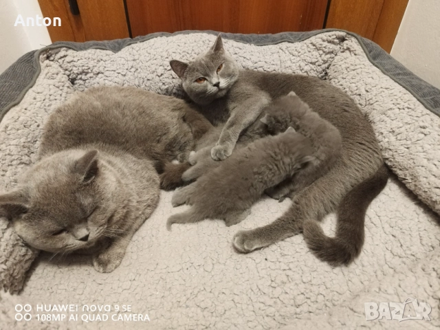 Британски котета, снимка 6 - Британска късокосместа - 52566124