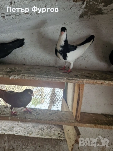 Продавам 2  чифта      акмани, снимка 5 - Гълъби - 53535023