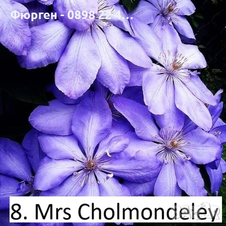 Клематис налични 33 вида, снимка 8 - Разсади - 48740865