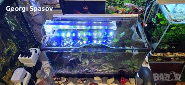 Продавам 25 литров аквариум с рибките,скариди и др., снимка 8 - Аквариуми - 54128694