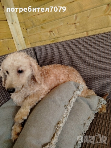 Мини пудел, снимка 4 - Пудели - 52302388