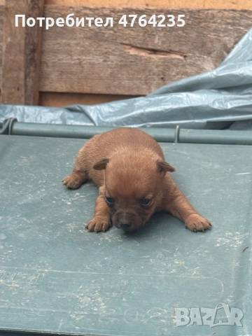 Продавам малки смеска между пинчер и Чихуахуа , снимка 2 - Чихуахуа - 53877939