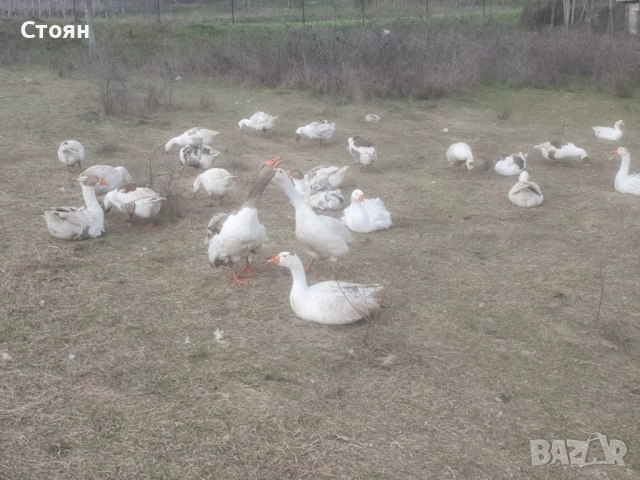 Яйца от гъски, снимка 3 - други­ - 53481077