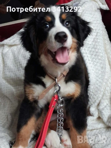 Бернски зененхунд / Швейцарска овчарка , снимка 2 - Бернска овчарка - 53012990