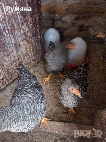  Петлета супер харко 5 €, снимка 2 - Кокошки и пуйки - 53939106