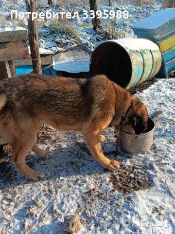 Подаряваме куче, снимка 10 - Изгубени/намерени - 52381561
