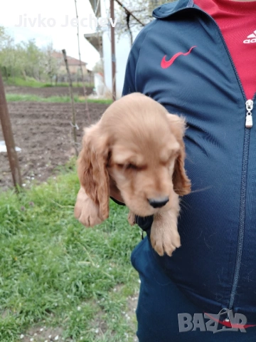 Кокер Шпаньол , снимка 4 - Кокер шпаньол - 54282865