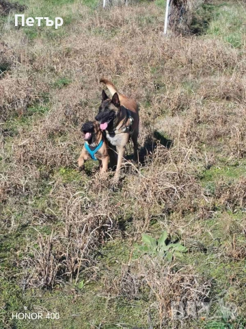 Белгийска овчарка Малинла 