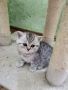 Британски, шотландски котета пухчета, снимка 2