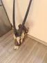 Трофей на антилопа Гемсбок, снимка 3
