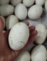 Яйца от СЕЛСКИ гъски-2 Евро броя, снимка 10