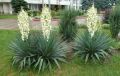 Юка (Yucca)  , снимка 4