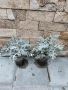 Цинерария , снимка 2
