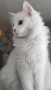Персийска чинчила, снежно бяла, 6 мес., снимка 6